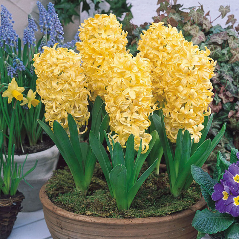 Indoor Prepared Hyacinth 'City of Harlem' 3 Bulbs per Pack