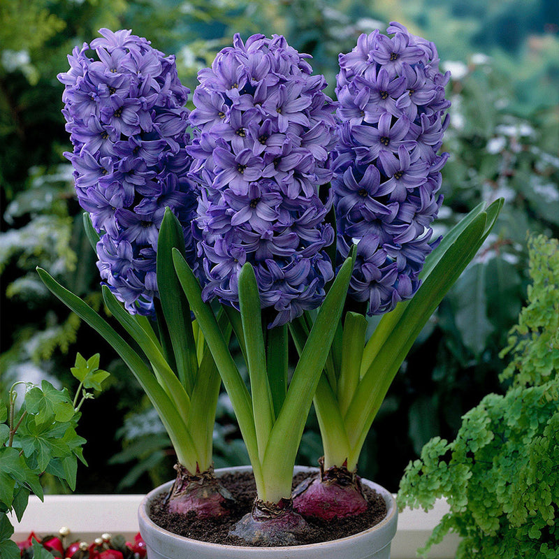 Hyacinth Prepared Delft Blue 4PP