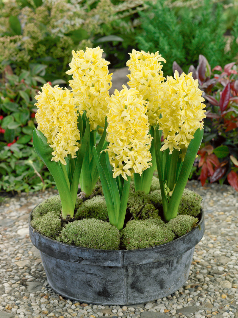 Hyacinth Gipsy Princess Garden (4 Bulbs Per Pack)