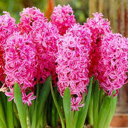 Prepared Hyacinth 'Pink Pearl'