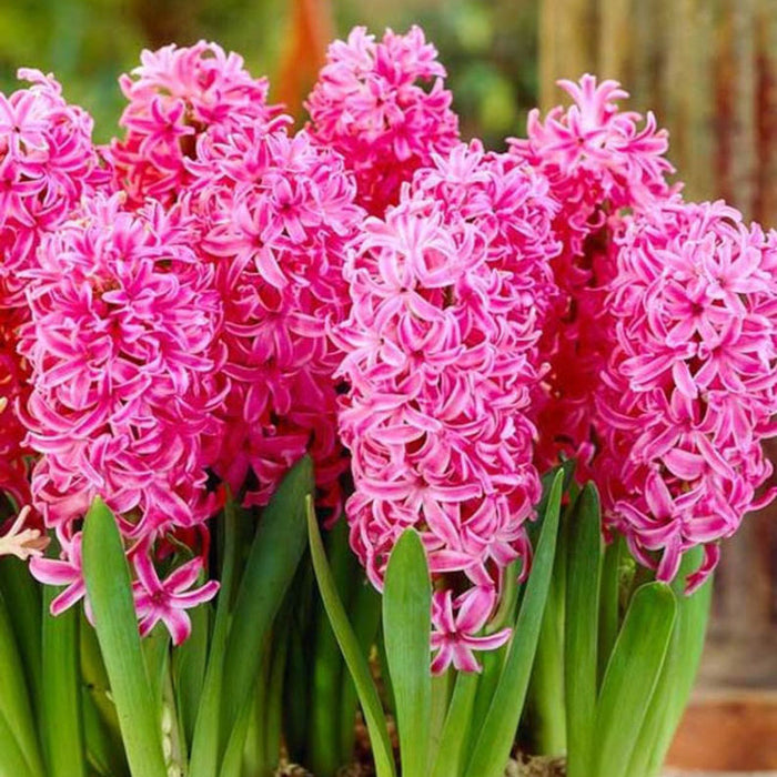 Indoor Prepared Hyacinth 'Pink Pearl' 3 Bulbs Per Pack