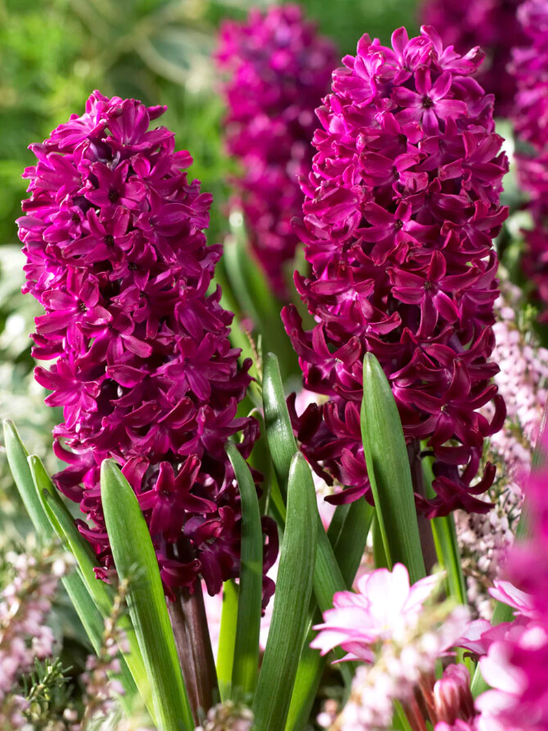 Hyacinth 'Woodstock' (4 Pack)