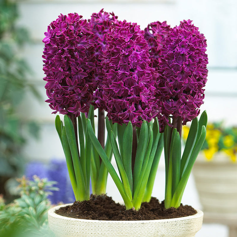 Hyacinth 'Woodstock' (4 Pack)