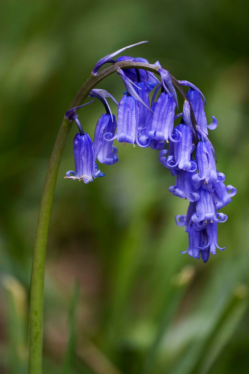 Bluebells | Hyacinthoides Non Scripta (35 Pack)