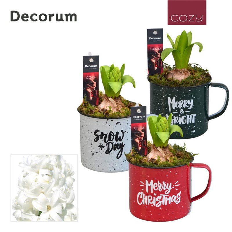 Hyacinthus arrangement in 8 cm coffee mug