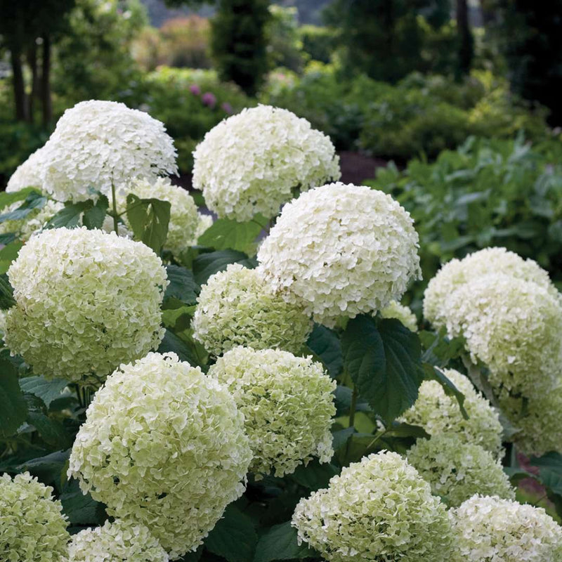 Hydrangea arborescens 'Incrediball' (5 Litre)
