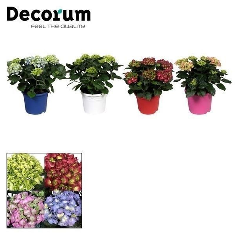 Hydrangea macrophylla mix with large colourful mophead flowers