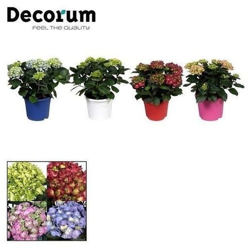 Hydrangea macrophylla mix with large colourful mophead flowers