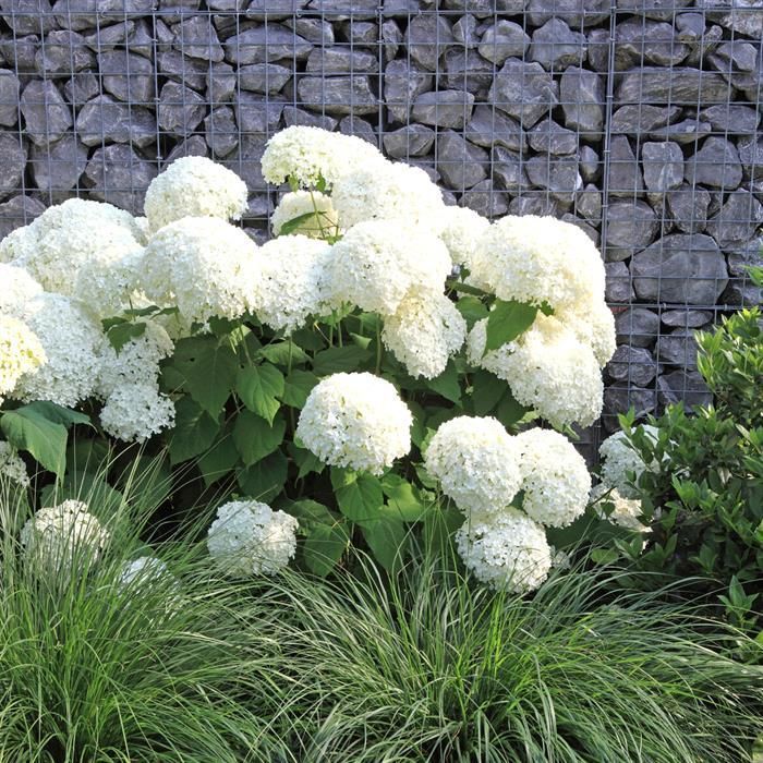 Hydrangea arborescens 'Annabelle' 7.5 litre