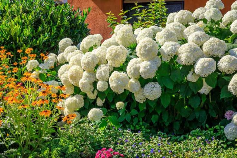 Hydrangea arborescens 'Annabelle' 7.5 litre