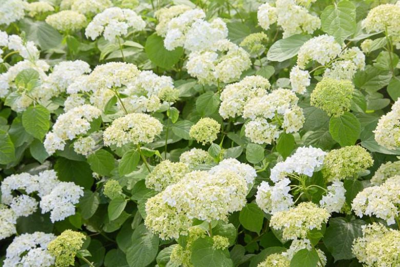Hydrangea arborescens 'Annabelle' 7.5 litre