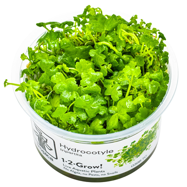 Hydrocotyle Tripartita 1-2 Grow