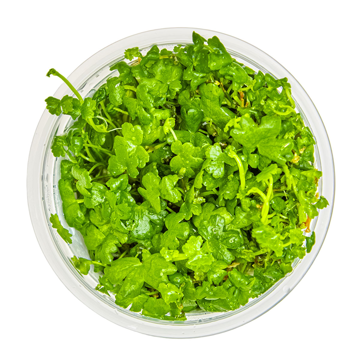 Hydrocotyle Tripartita 1-2 Grow
