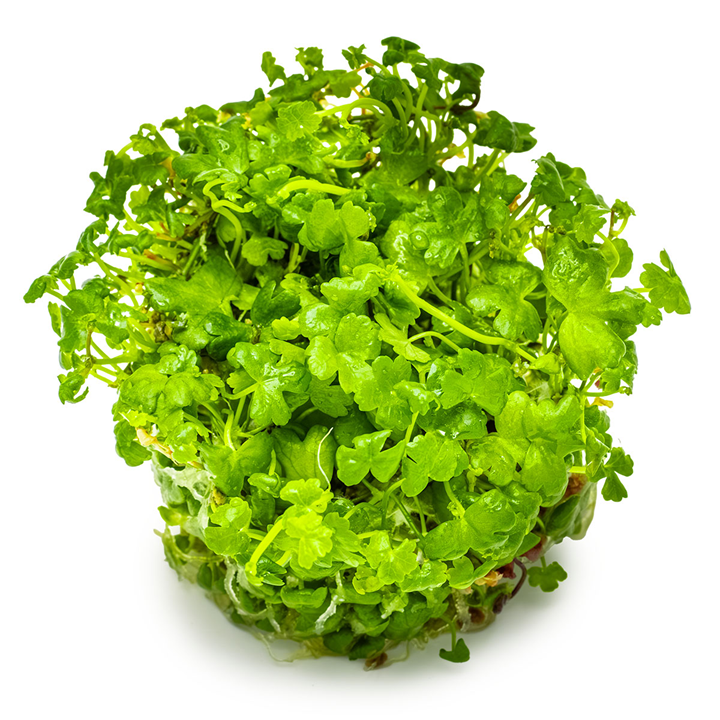 Hydrocotyle Tripartita 1-2 Grow