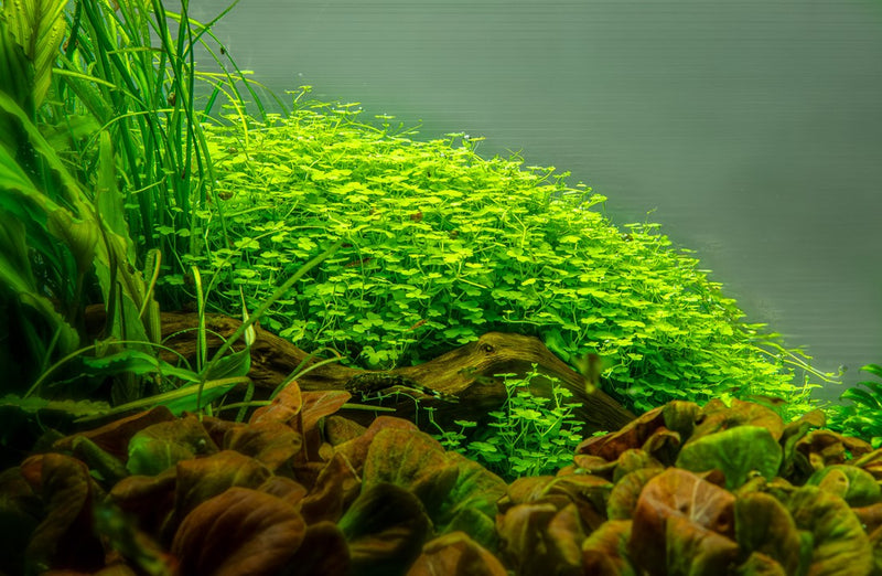 Hydrocotyle Tripartita 1-2 Grow