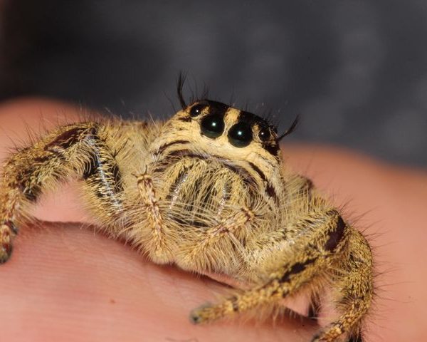 Eyelash Jumping Spider (Hyllus diardi)