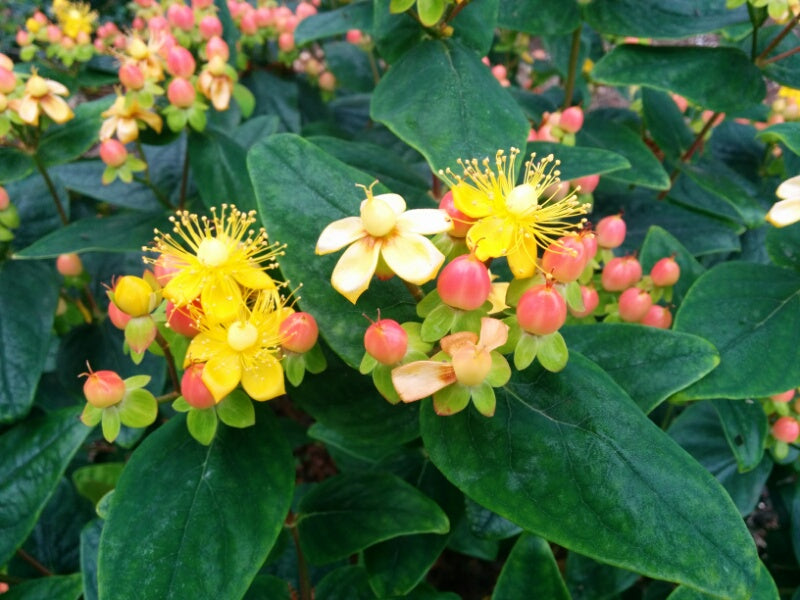 Hypericum 'Magical Beauty' 3 Litre