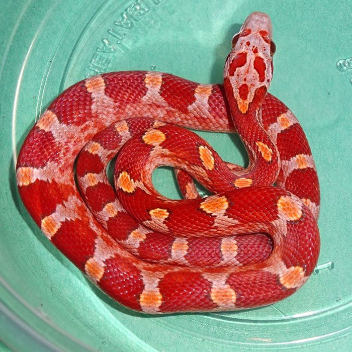 Hypo Bloodred Corn Snake