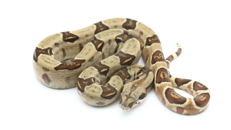 Hypo Boa | Boa sp.