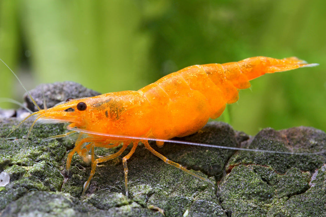 Orange Fire Shrimp (M)