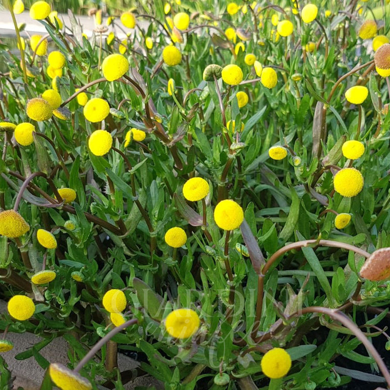 Cotula coronopifolia | Water Buttons P9