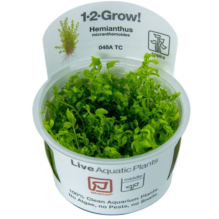 Tropica Micranthemum glomeratum — 1-2-Grow tissue culture