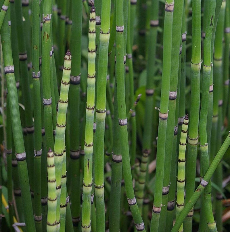 Equisetum hyemale | Horsetail P9