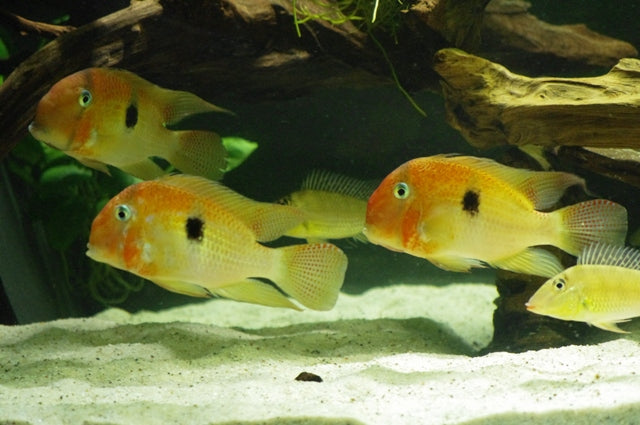 Blue Guianacara | Guianacara Owroewefi (M)