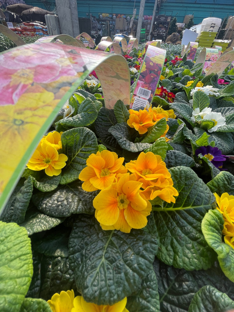 Primrose Mix Coloured (Pack of 6)