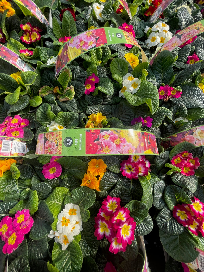 Primrose Mix Coloured (Pack of 6)