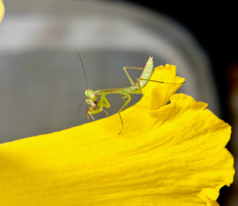 Timor Shield Mantis (Rhombodera Kirbyi)