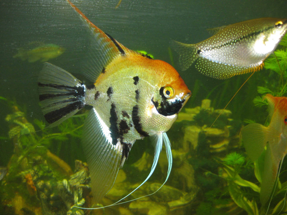 Angelfish Koi (Sm)