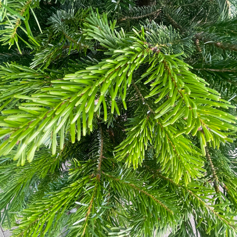 Real Christmas Tree Nordmann Fir Premium Quality 200cm - 250cm Tall