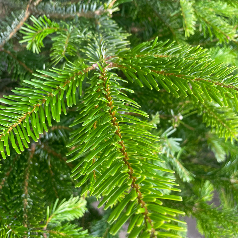 Real Christmas Tree Nordmann Fir Premium Quality 200cm - 250cm Tall