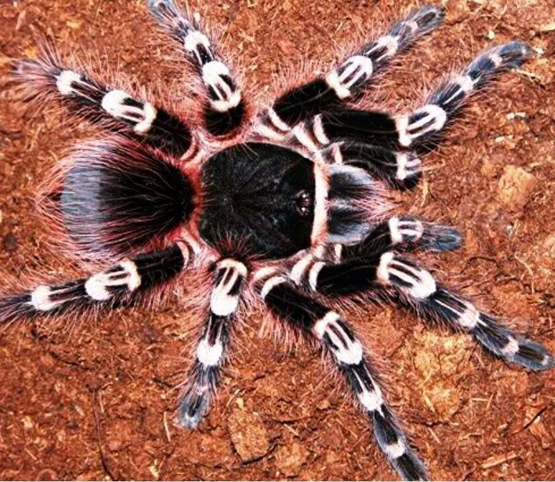 Brazilian White Knee Tarantula | Acanthoscuria geniculata (S)