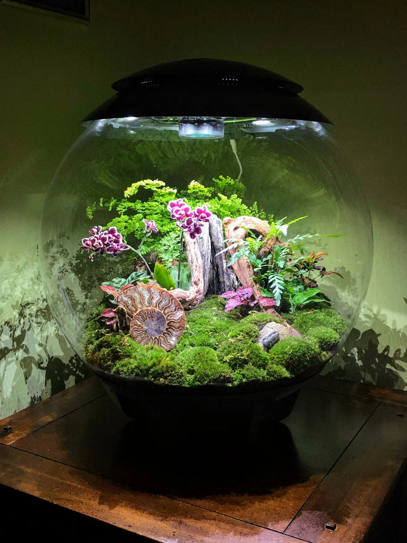Biorb Air 60 Terrarium With Black Lid — Newlands Garden Centre
