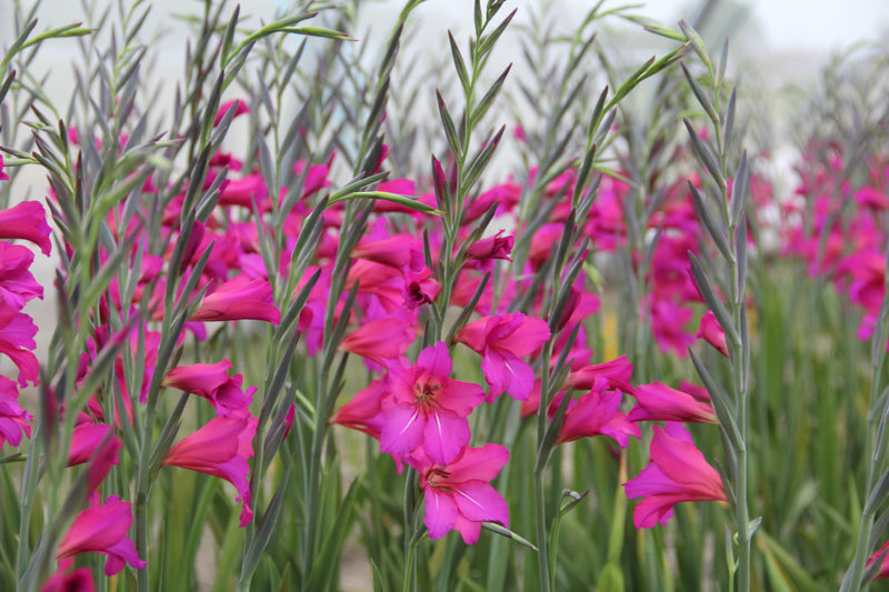 Gladiolus communis Ssp Byzantinus (10 Bulbs Per Pack)