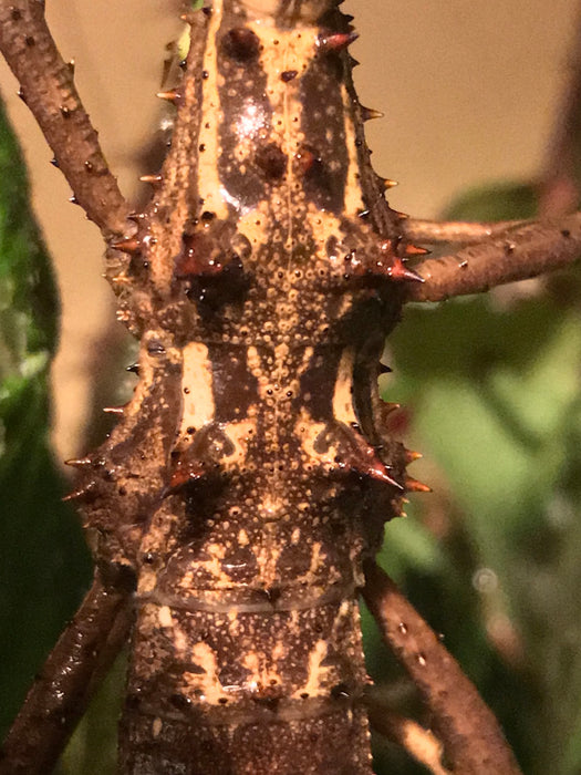 Thorny Stick Insect (Aretaon asperrimus “Sabah”)