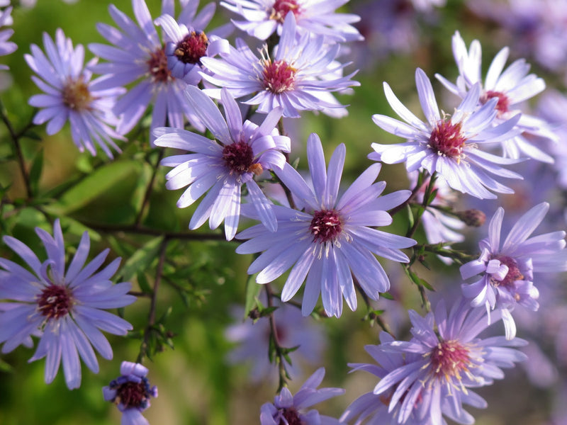 Aster 'Little Carlow' 2L