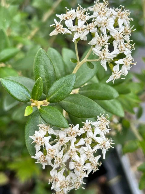 Olearia Haastii 2 Litre