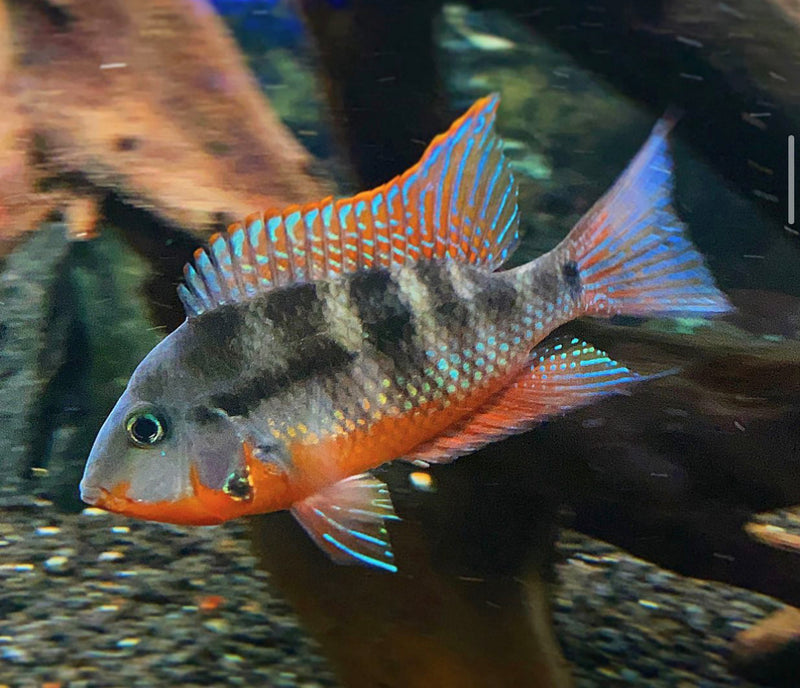 Firemouth Cichlid(M)