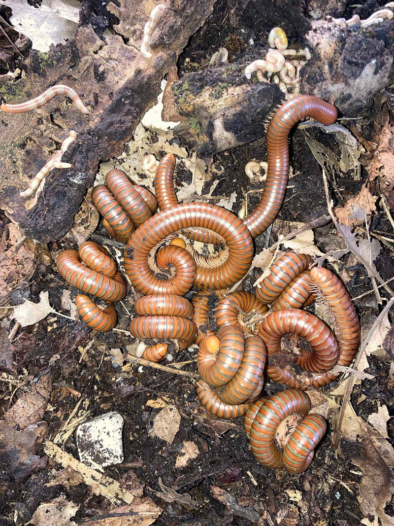 Tanzanian Millipede | Spirostreptus sp. “Tanzania”