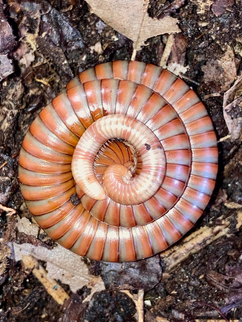 Tanzanian Millipede | Spirostreptus sp. “Tanzania”