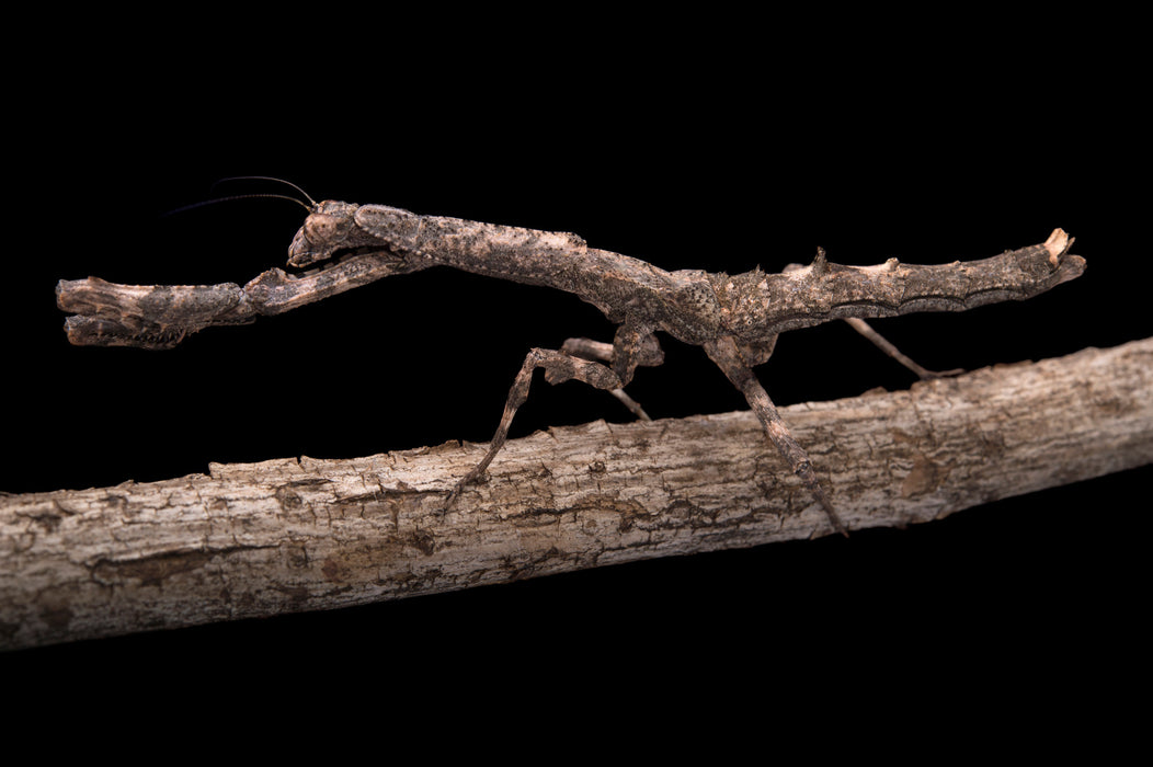 African Twig Mantis
