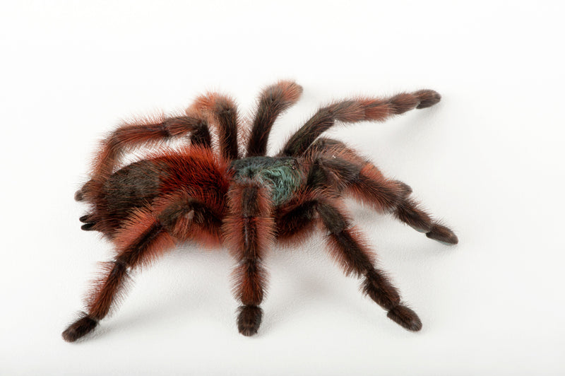 Antilles Pinktoe Tarantula | Caribena Versicolor