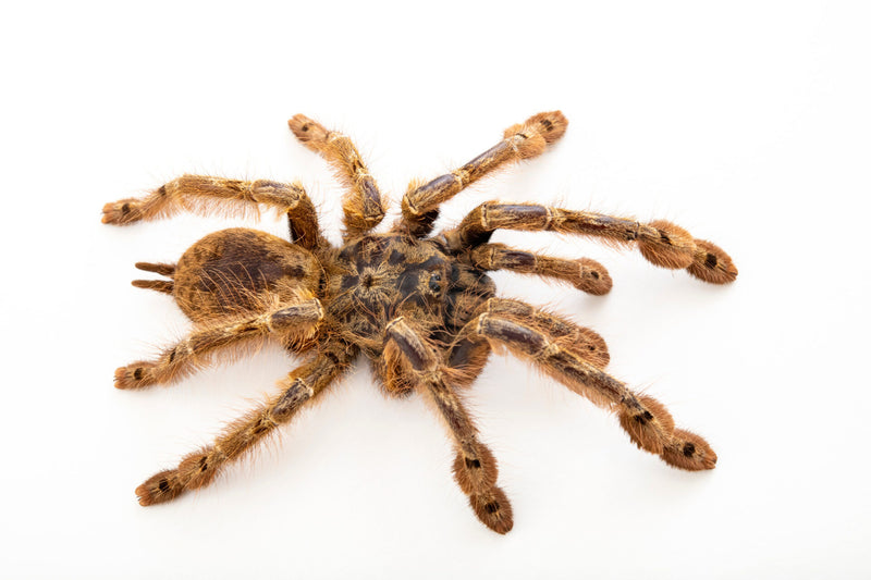 Feather Leg Baboon | Stromatopelma calceatum (Juvenile)