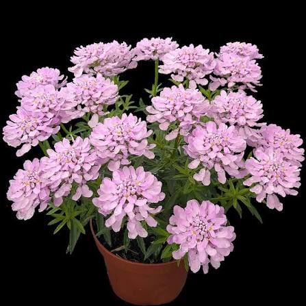 Iberis Arielle Pink 9cm
