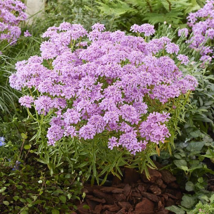 Iberis 'Mermaid Lavender' 9cm