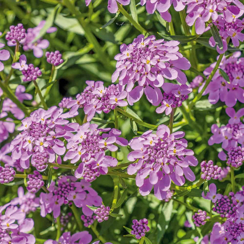 Iberis 'Mermaid Lavender' 9cm