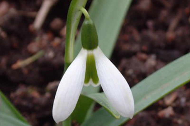 Galanthus Woronowii Ikariae | Snowdrops (10 Pack)